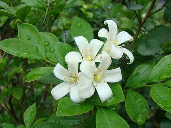 试试这种花,臭味废气无踪影,天天都有好空气