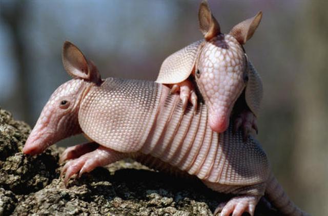 小伙放夹子抓偷鸡贼却夹到一奇怪生物专家研究后脊背发凉