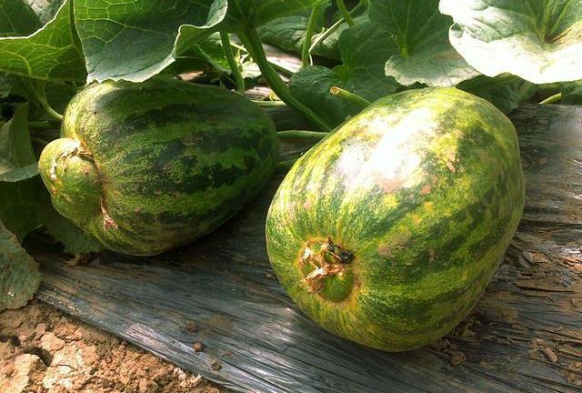 这4招才是正确的方式,香甜爽脆还多汁|甜瓜|水果|香瓜_新浪新闻