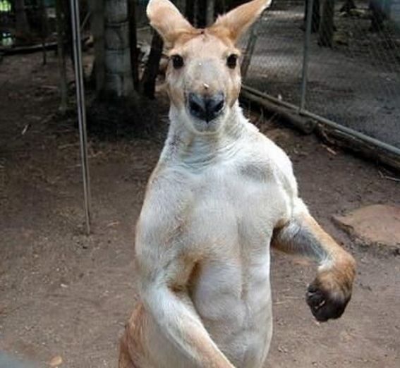 女子见动物园袋鼠浑身肌肉上前抚摸结果被打成这样