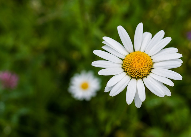 洋甘菊太美好了,堪称"苦难中的力量",日子再苦也要养!