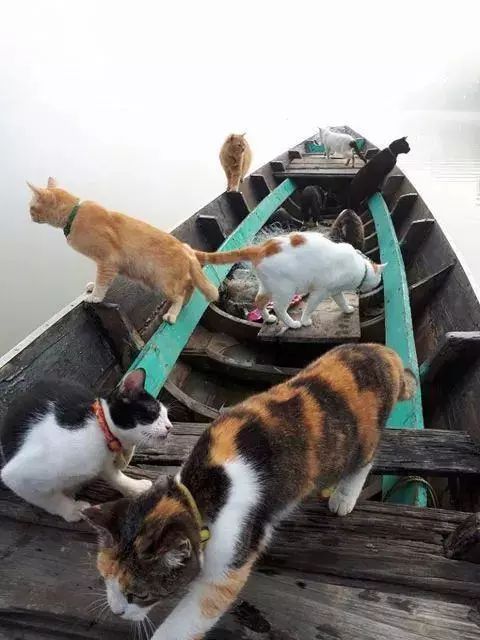 主人出去捕鱼带一船的喵星人,猫咪:这鱼塘朕承包了