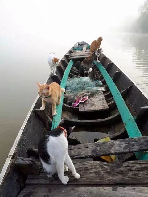 主人出去捕鱼带一船的喵星人,猫咪:这鱼塘朕承包了