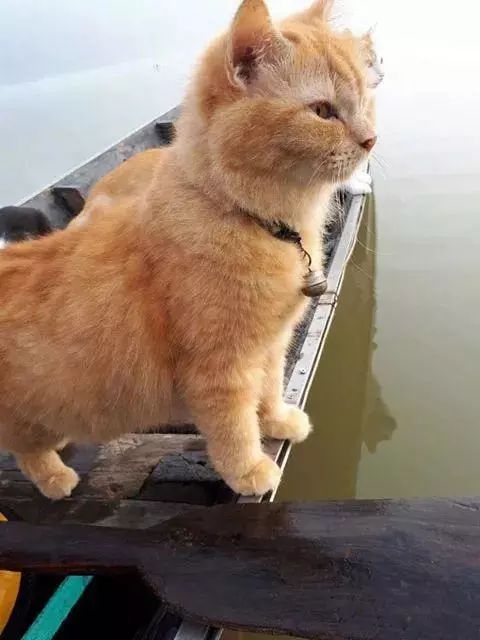 主人出去捕鱼带一船的喵星人,猫咪:这鱼塘朕承包了