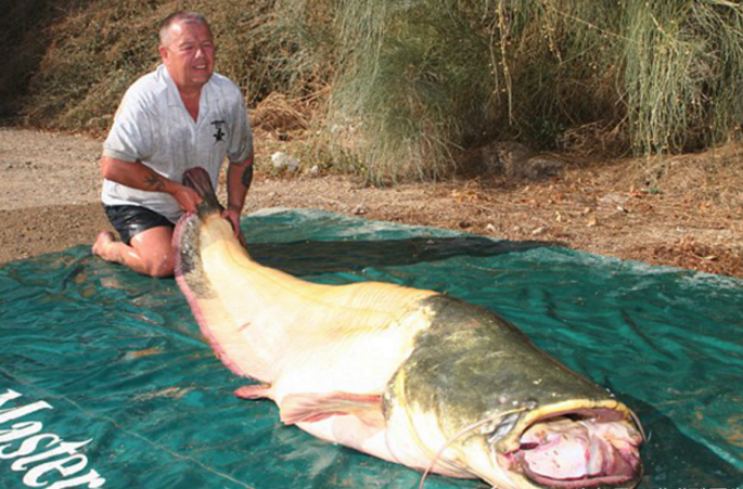 老哥们钓上罕见白化鲶鱼,还没来得及享受却被带走
