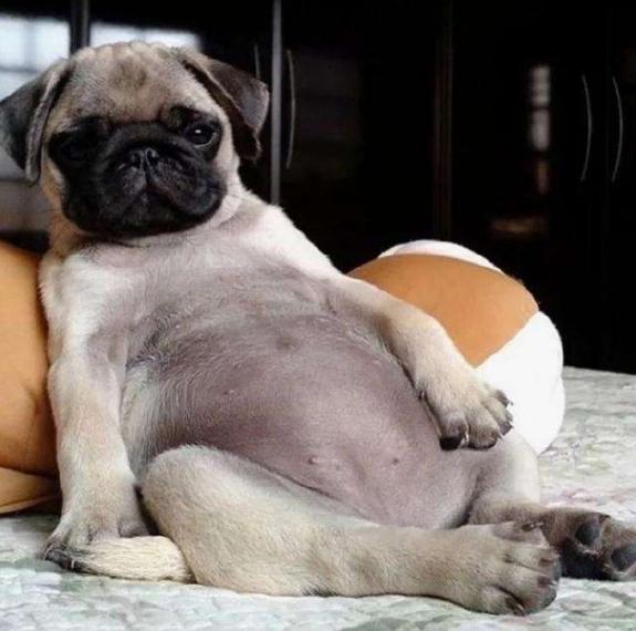 巴哥犬向你露肚皮的几个原因,不只是信任你哦