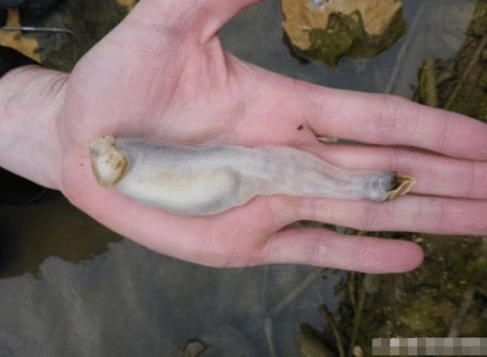 以啃食石头为食, 排泄物是沙子|大自然|生物|排泄物_新浪新闻