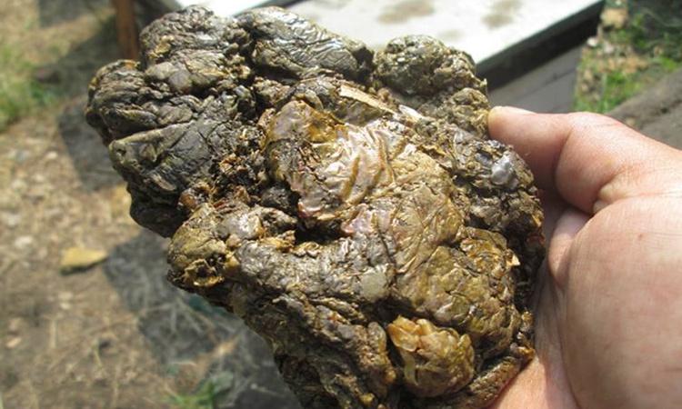 农村小伙山里捡的"黑疙瘩",富商3万块买回家吃!网友:恶心!