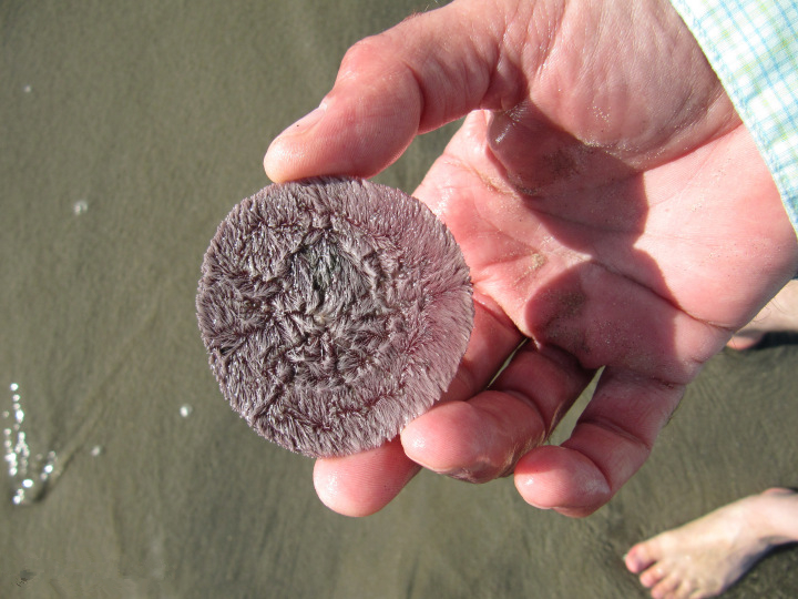 游客海滩潜水发现宝贝,不是金钱更甚金钱的海洋宝贝