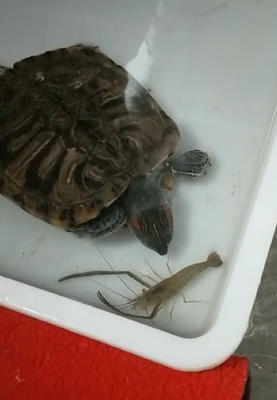 主人给乌龟喂食活虾,乌龟却迟迟不敢下口,呆怂模样让人抓狂