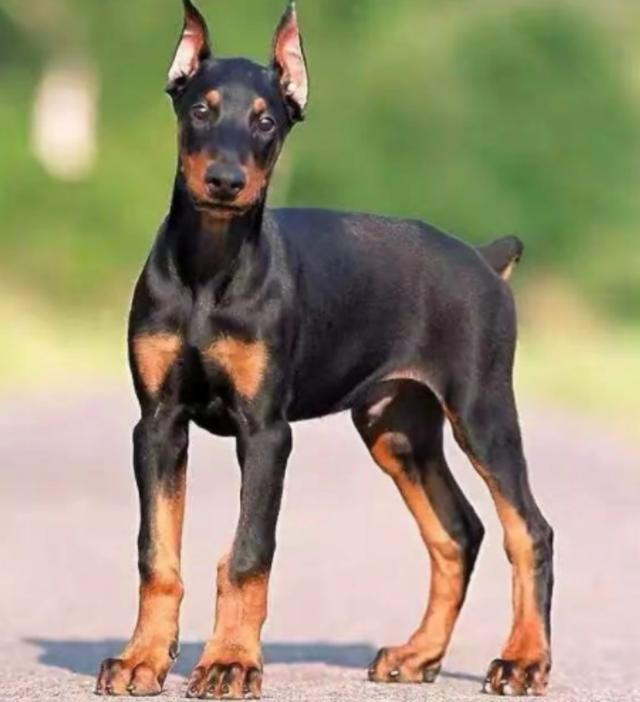 城市禁犬名单已发布,高加索藏獒位居榜首,最后一种让人意外