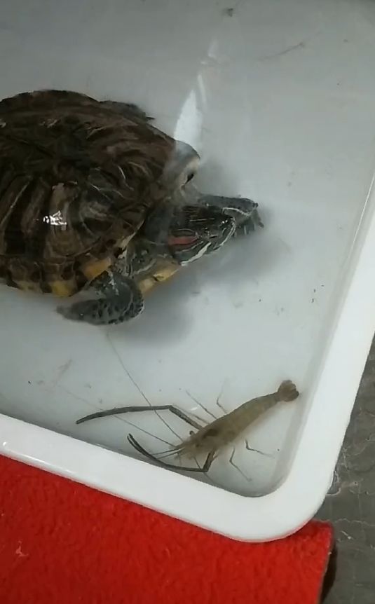 主人给乌龟喂食活虾,乌龟却迟迟不敢下口,呆怂模样让人抓狂