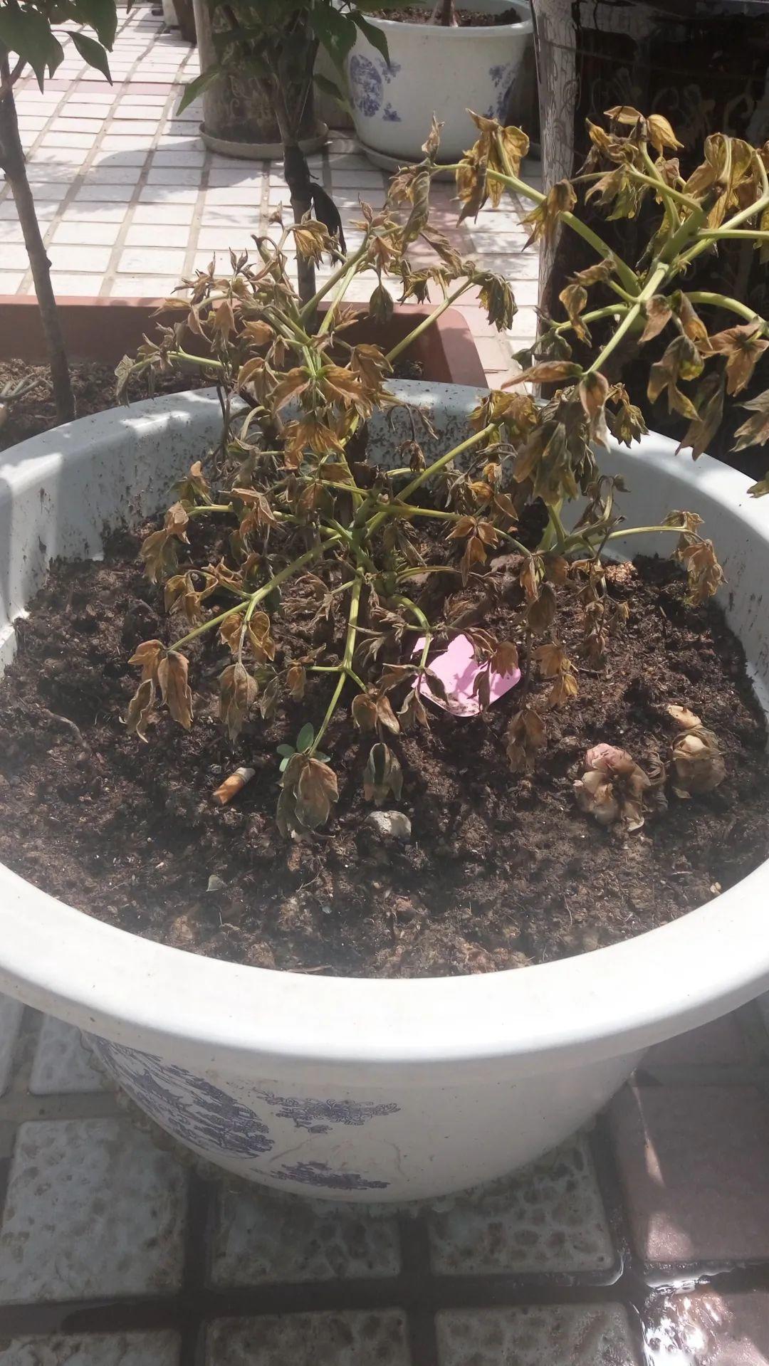 仙客来夏天会假死,千万别丢,秋天还能活过来!