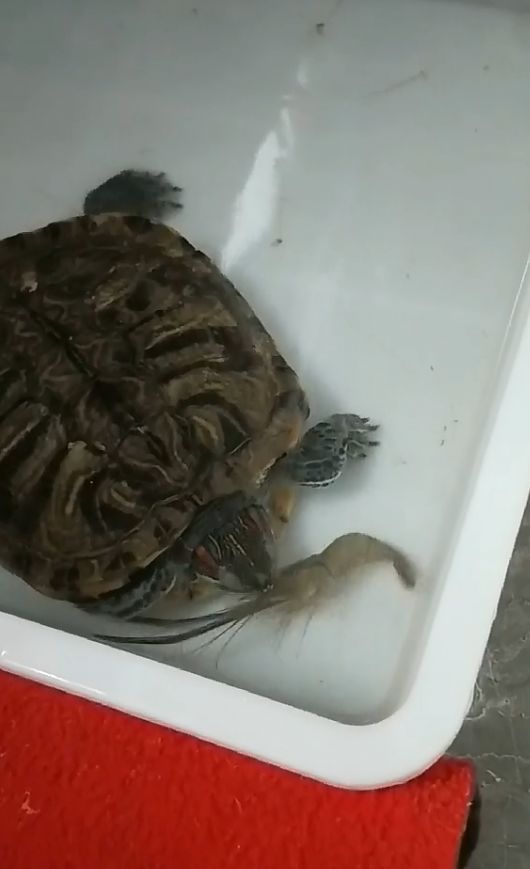 主人给乌龟喂食活虾,乌龟却迟迟不敢下口,呆怂模样让人抓狂