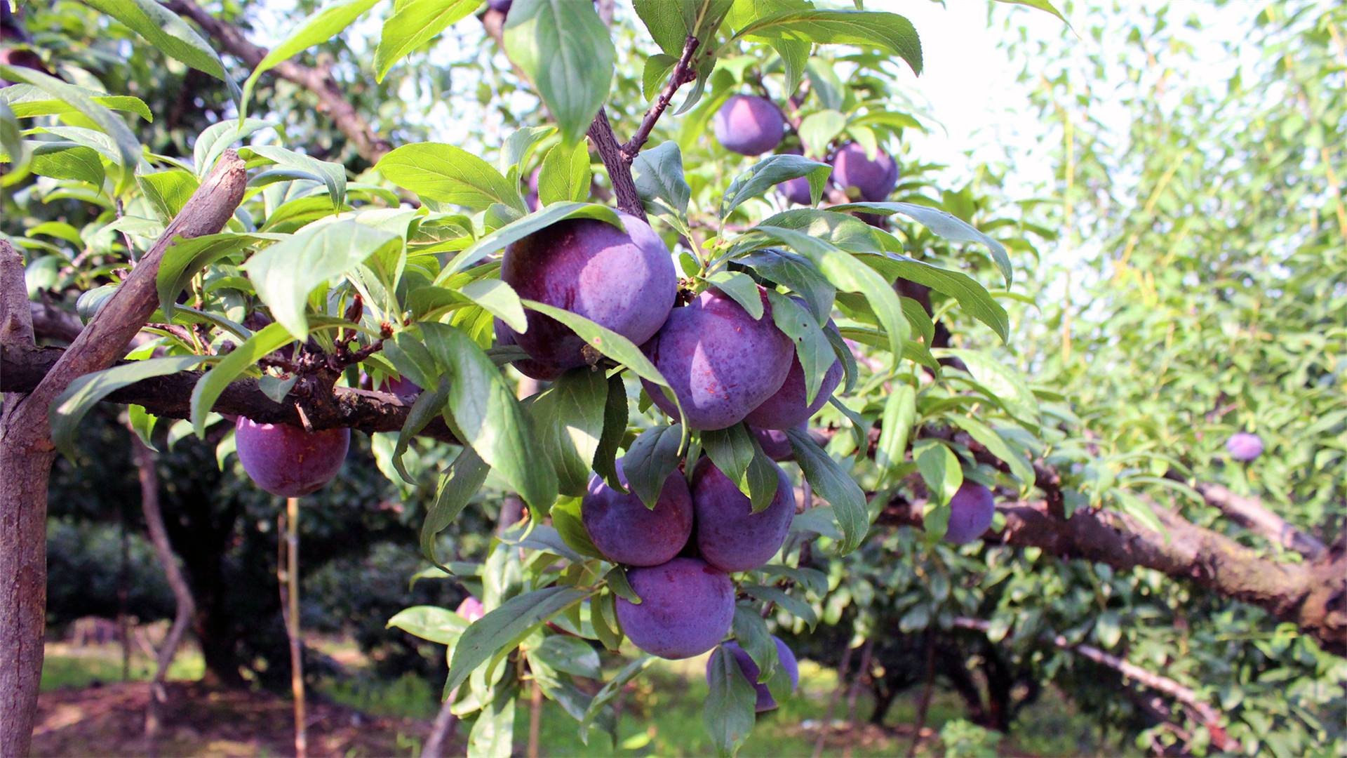 20万吨卖不动,产地收购价1斤8毛,商贩不来收,网友不买账|黑布林|李子