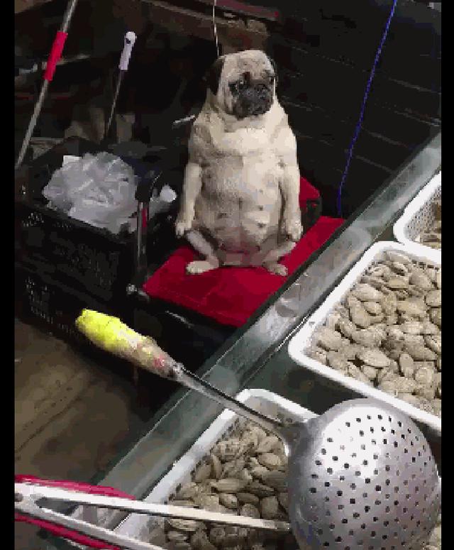 狗狗坐在菜摊面前,一脸懵圈的表情,狗:买海鲜呀,看我干嘛!