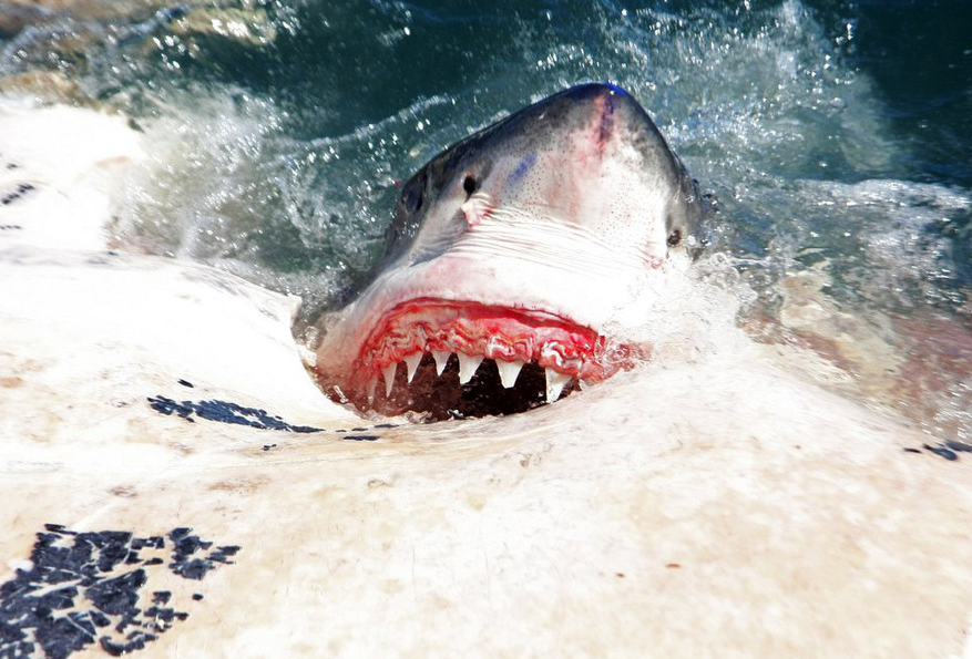 通过清理腐烂的动物尸体,鲨鱼在保持生态系统平衡过程中扮演了至关