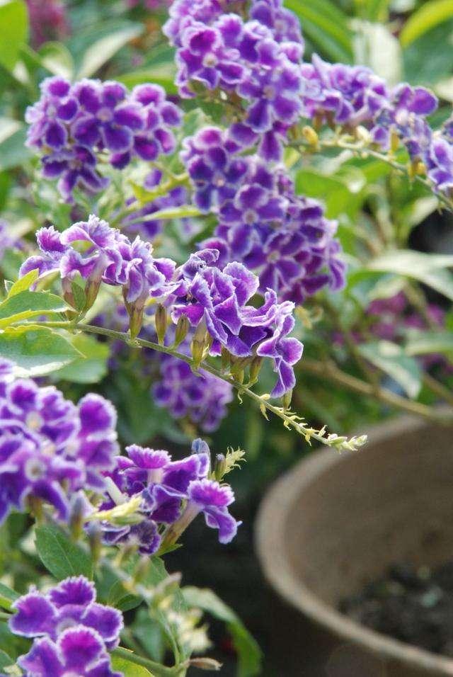 此花名为紫金露,开花量大还好养