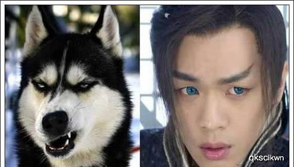 当狗狗长了一张明星脸,你看这个狗它既像孙红雷又像林永健