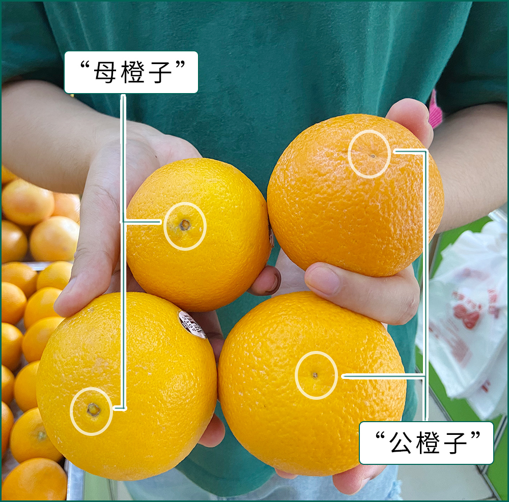 不过网上流传的挑橙子的方法,却有点儿玄乎:要看公母.