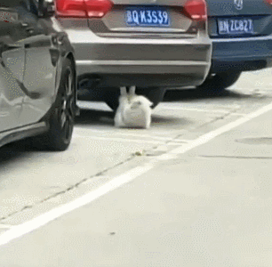 猫咪脚蹬车底做仰卧起坐,动作姿势很标准,猫:不锻炼咋抓老鼠?