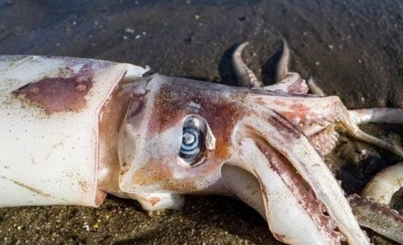 尼亚州的圣克鲁斯,数以百计的洪堡鱿鱼尸体被海水冲到卡皮托拉海滩上