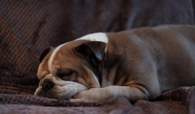 狗原来每天需要睡这么长时间 怪不得成天懒洋洋的 狗狗 爱犬 睡眠 新浪新闻