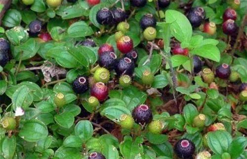 山上摘一兜地葡萄浑身长满小刺滋味甘美营养强