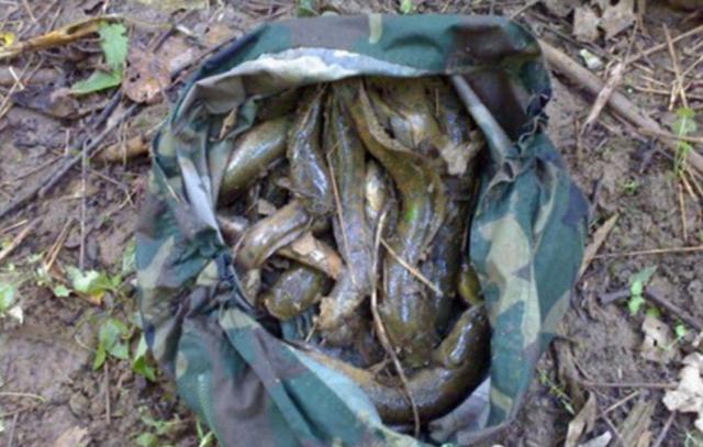 小伙高兴坏了,数一数将近有20条,这种鱼喜欢蜗居,就像野生鲶鱼一样