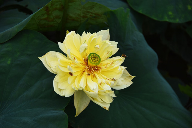 传说中的金荷花有见过的么