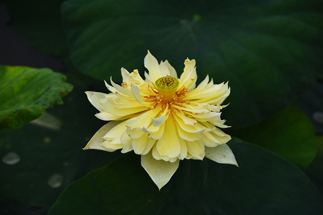 传说中的金荷花有见过的么