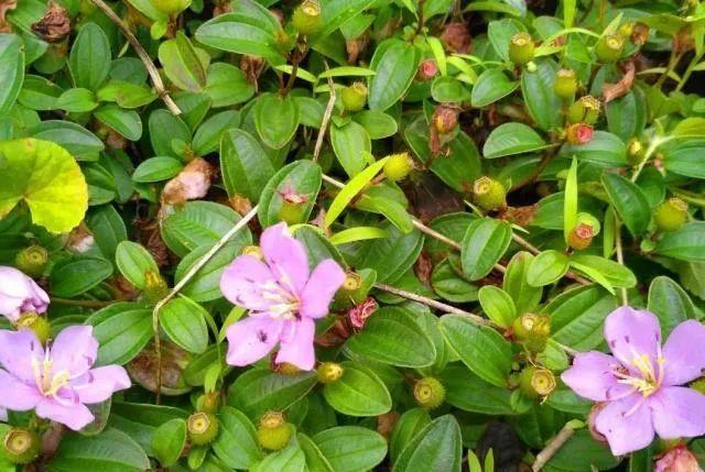 山上摘一兜地葡萄浑身长满小刺滋味甘美营养强