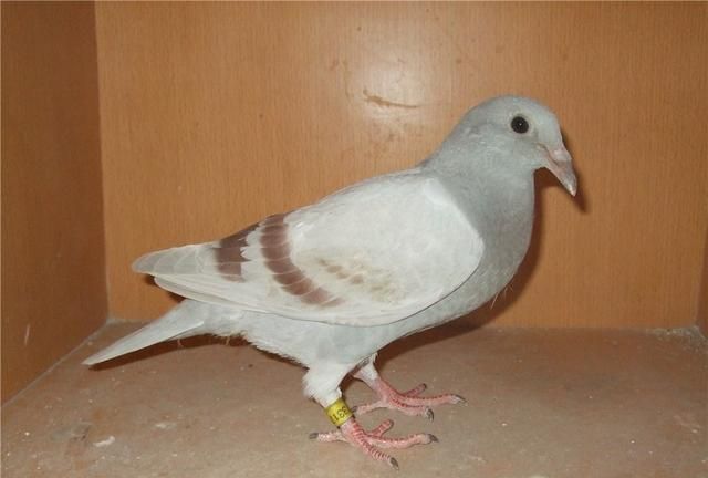 几种不同天落鸟的特点