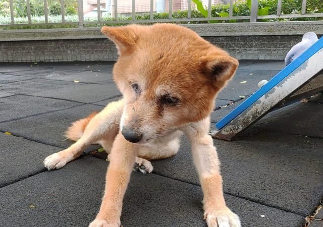 10失明老柴犬在收容所里哭泣,好心网友做一个决定扭转它命运