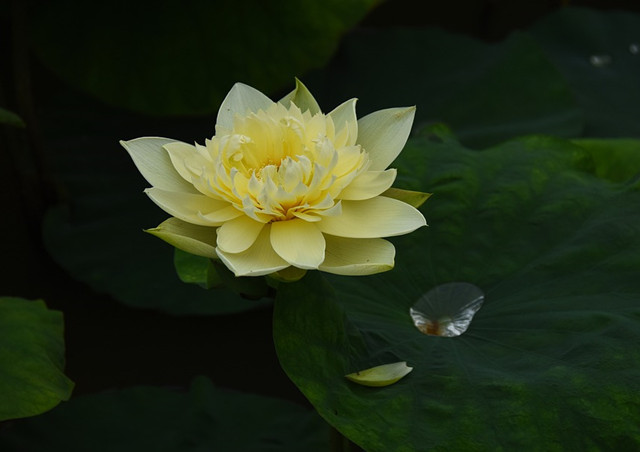 传说中的金荷花有见过的么