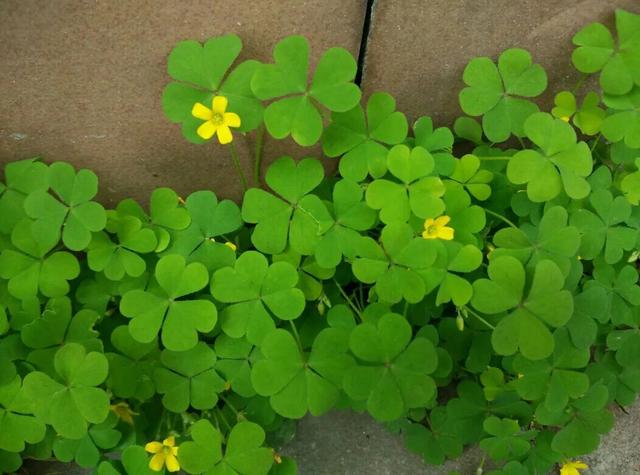 墙缝里抠了棵三叶草栽盆里一晚上开出一丛花最幸运的体现