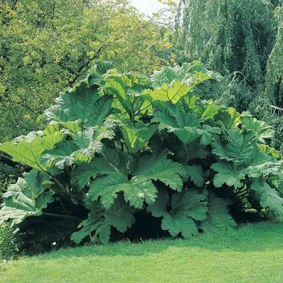 大叶蚁塔随便一养就疯长,摘片叶子能当伞用,阳台小