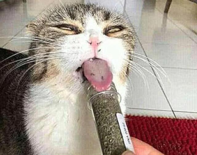 猫咪第一次吸猫薄荷,吸太多后,控制不住自己,直接瘫在墙角