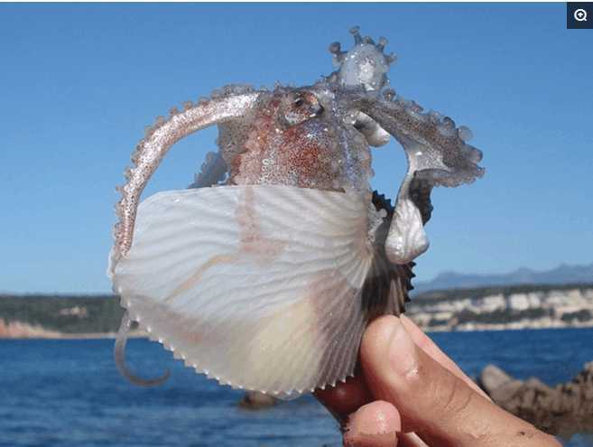沙滩上的贝壳千奇百怪图片