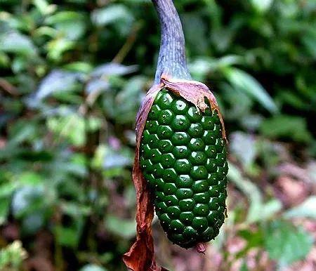 上山锻炼偶遇野玉米?远看像蛇吓一跳,近观才知有妙用