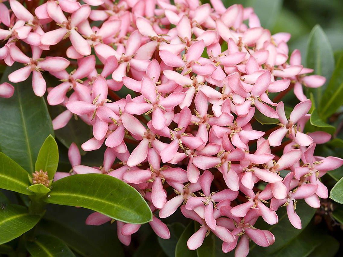 南方四季开花的龙船花,花型似绣球花,新手级别的养护难度