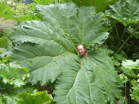 大叶蚁塔随便一养就疯长摘片叶子能当伞用阳台小的都不敢养