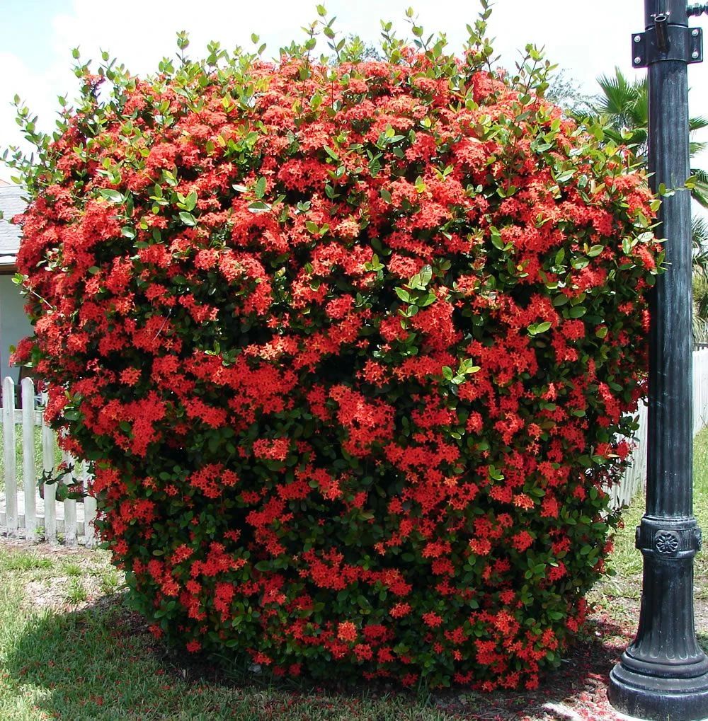 南方四季开花的龙船花,花型似绣球花,新手级别的养护难度