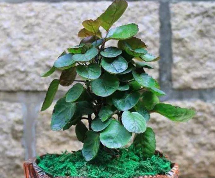 夏天就养此款植物,好养易打理,可以净化室内的空气|福禄桐|大岩桐