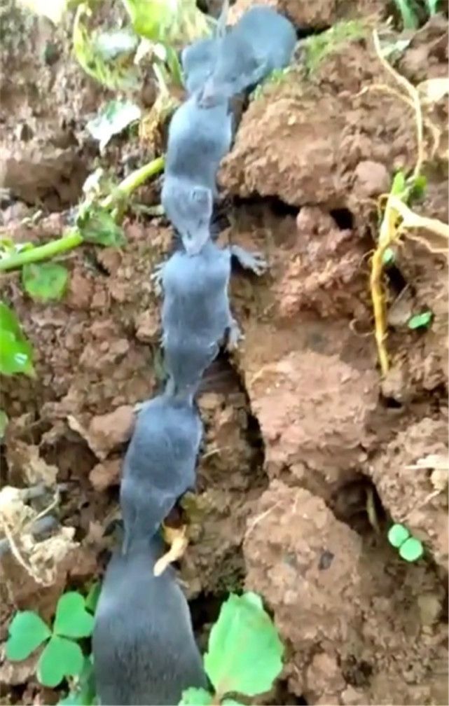 小陈上前一看,是七只蓝黑色的老鼠,连成了一串,乍看仿佛是连成一体的