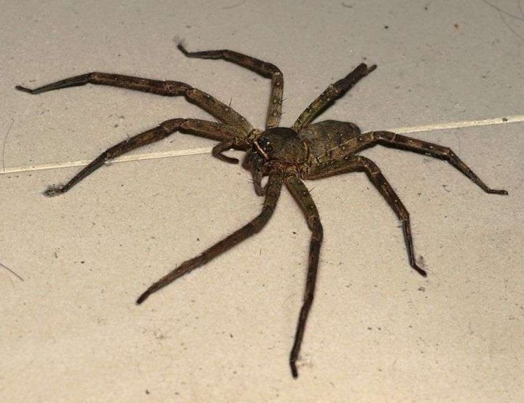 在家发现一只巨大的蜘蛛但网友一看就立刻表示千万不能打死它