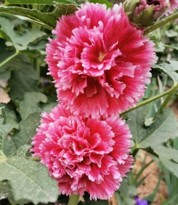 大红花,一丈红,朵朵似"牡丹",节节都高升!|蜀葵|牡丹|大红花_新浪新闻