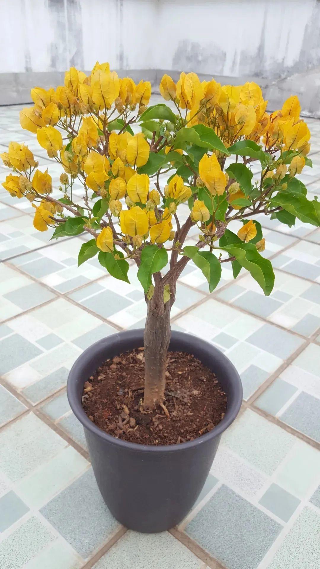 金雀:金雀和橙雀都属于三角梅的五雀之一,它的颜色是金灿灿的黄色