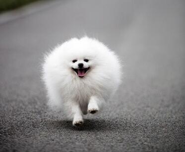 当你决定养一只"博美犬"时,一定要清楚这些事
