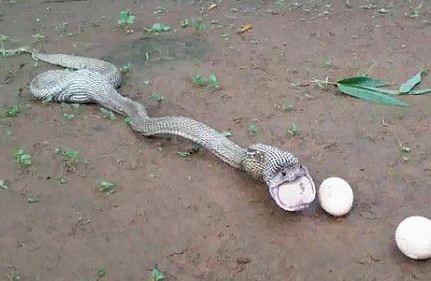 野外大蛇一次吞六个鸡蛋可十分钟后蛇的举动让人傻眼了